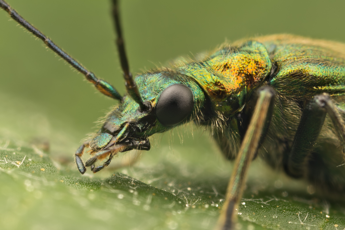 Flower Beetle